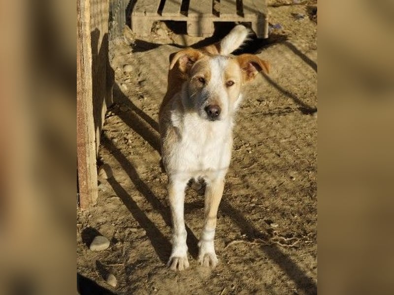 ARYA - aufgeschlossene, liebe Hündin sucht ihre Menschen