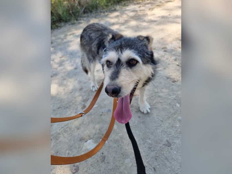 JOKER - verschmuster Herzenshund sucht sein Happy End