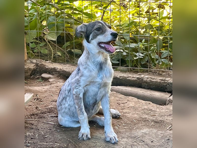 IZZY - bezauberndes Hundemädchen