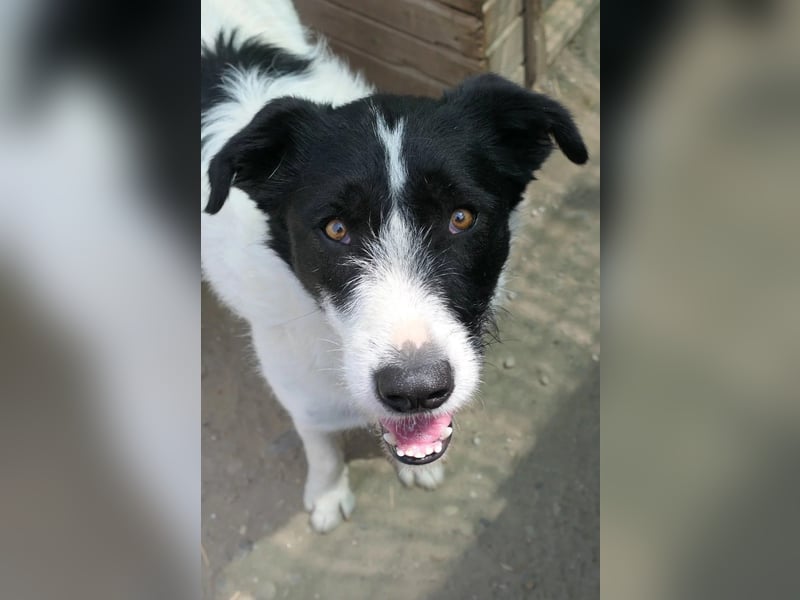 ERIC - vorsichtiger, sanfter Rüde sucht seine große Chance