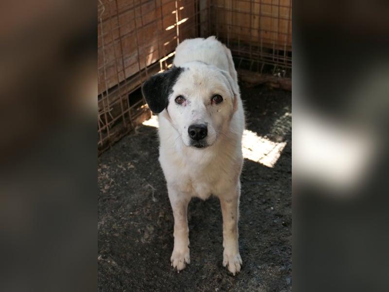 Golden Ager Carla sucht geduldiges Zuhause