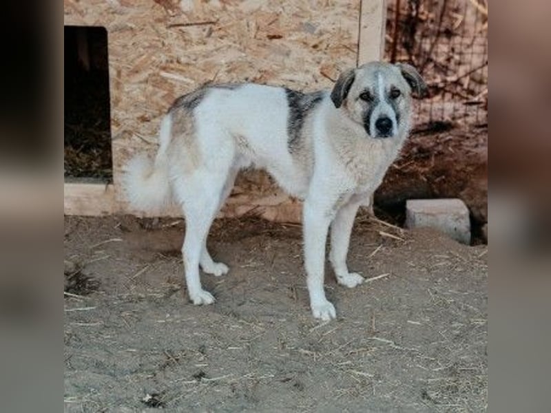 Hagrid-unsicherer Riese mit ganz viel Herz