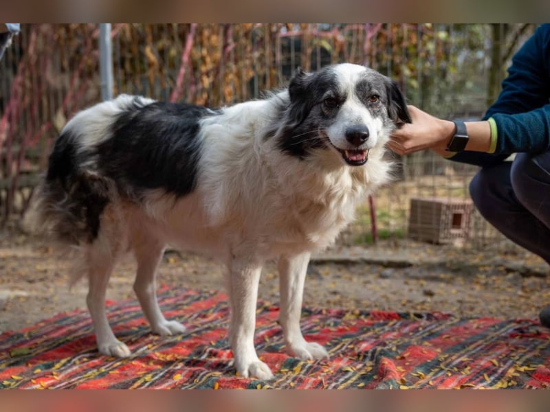 BELLA - wundervolle Hündin sucht ihre Herzensmenschen