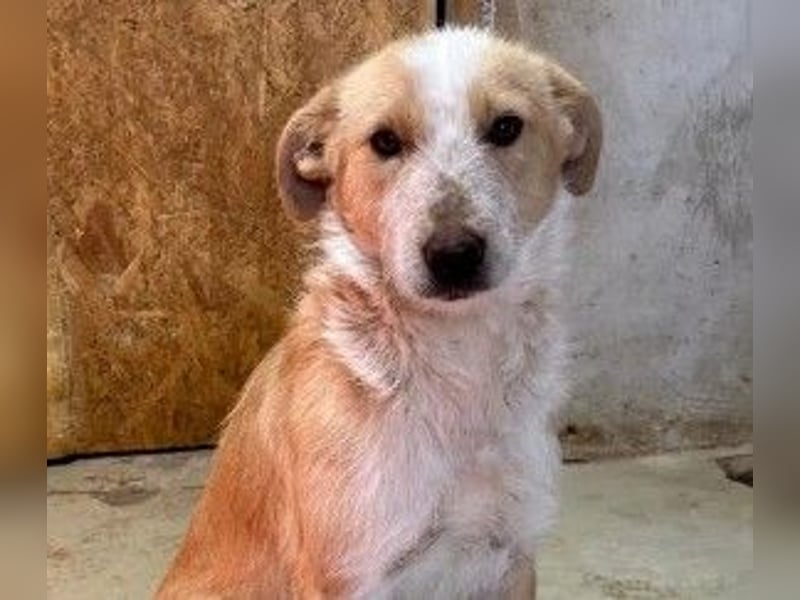 ARYA - aufgeschlossene, liebe Hündin sucht ihre Menschen