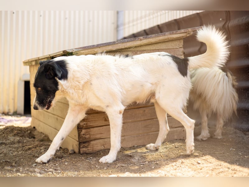 Lieber Eric sucht sein Zuhause