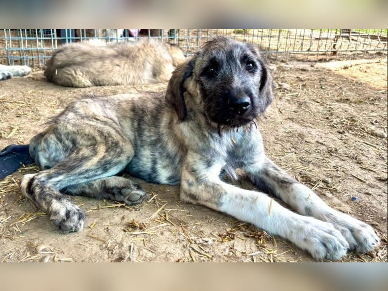 verspielte Heidi sucht ihre Menschen