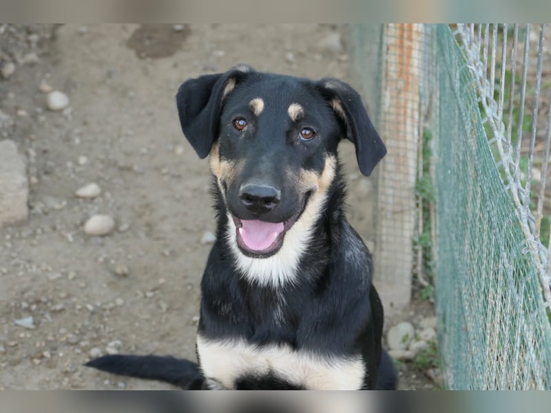 Fanta, bezaubernde Junghündin wartet auf ihre Menschen
