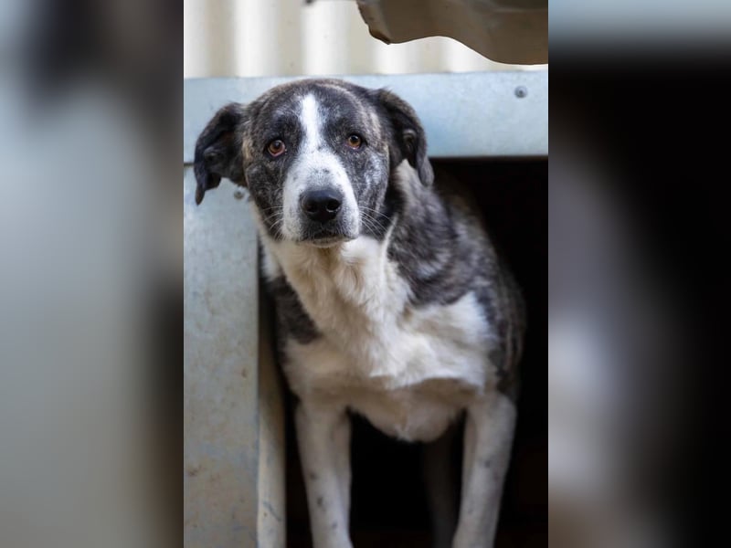 JIMMI - freundlicher, sanfter Rüde sucht seine Happy End