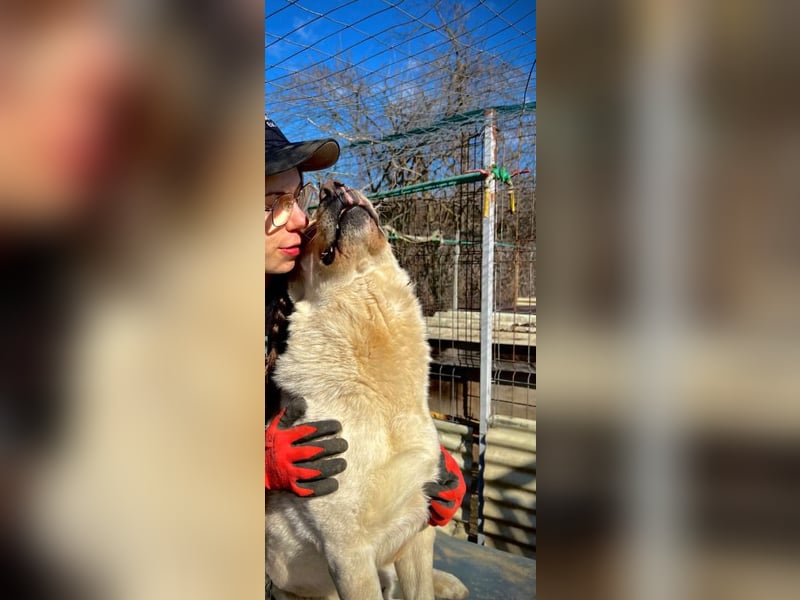 CUBULET - lieber, fröhlicher Kuschelbär sucht sein Happy End