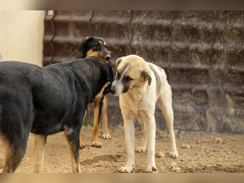 Hagrid-unsicherer Riese mit ganz viel Herz