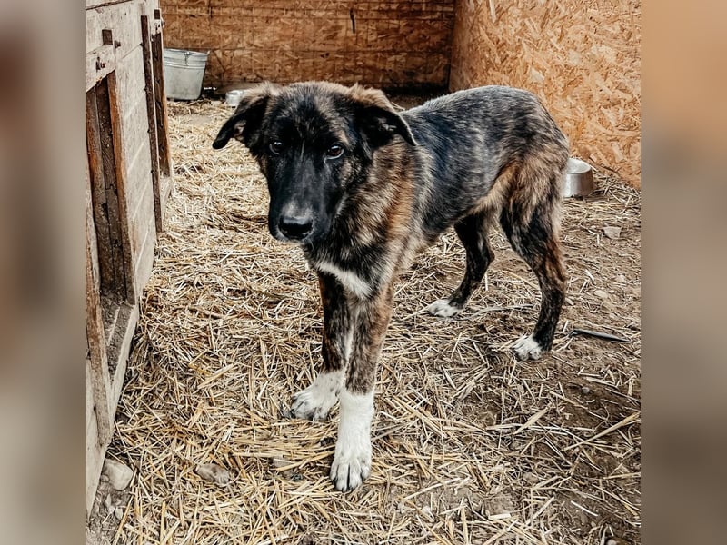 CARLO - zauberhafter Junghund sucht seine Menschen