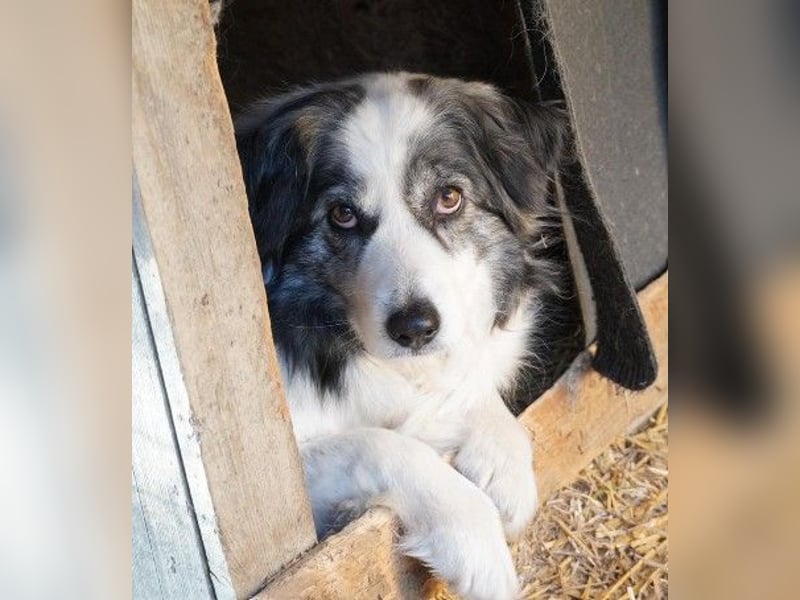 verschmuste BELLA ist lernbegierig