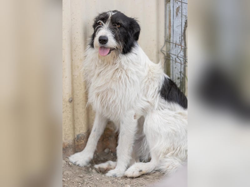 unsichere Leslie sucht liebevolles Zuhause