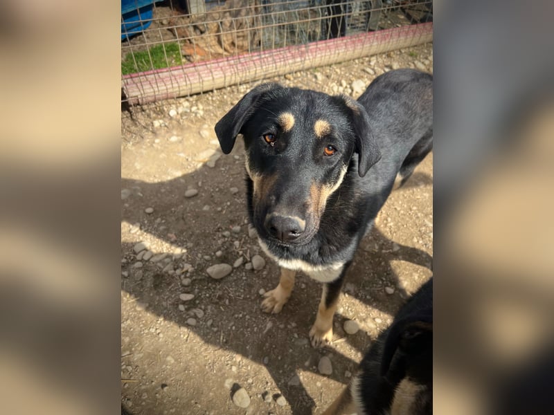 Fanta, bezaubernde Junghündin wartet auf ihre Menschen