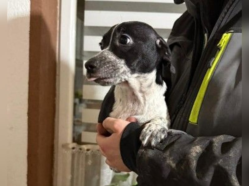 Welpenmädchen Riva sucht liebevolles Zuhause