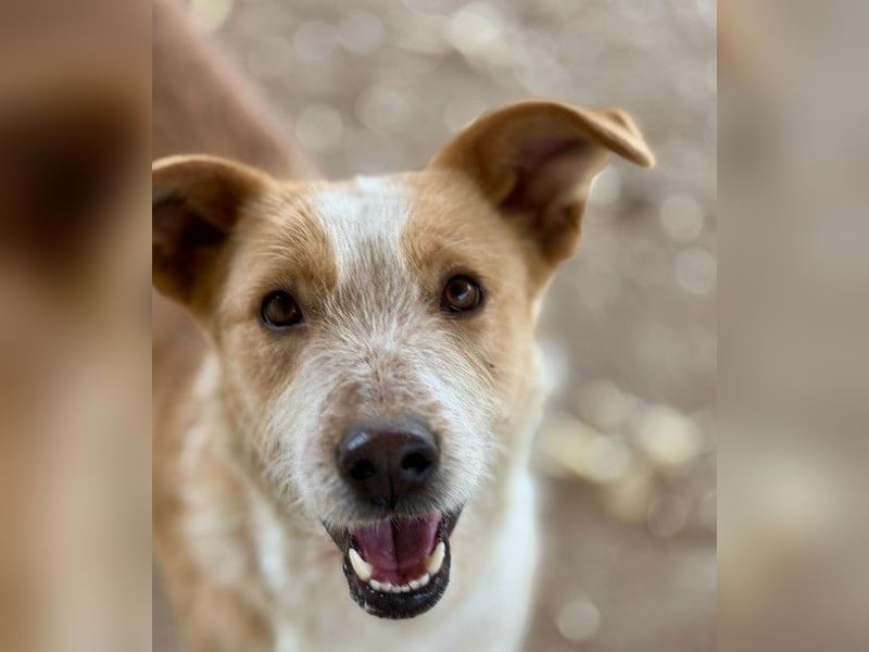 ARYA - aufgeschlossene, liebe Hündin sucht ihre Menschen