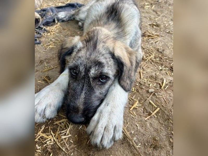 verspielte Heidi sucht ihre Menschen