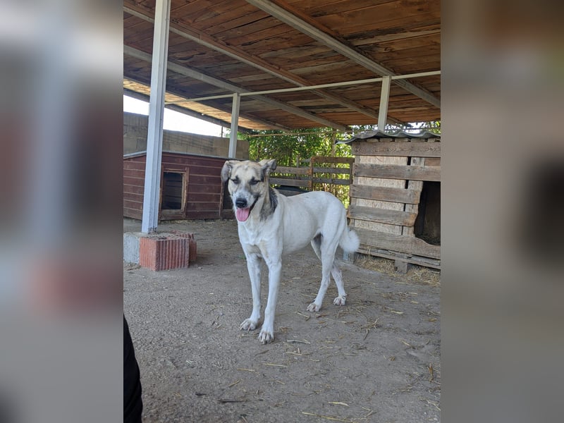 Aliisa unsere hübsche Maus wartet auf ihre Menschen