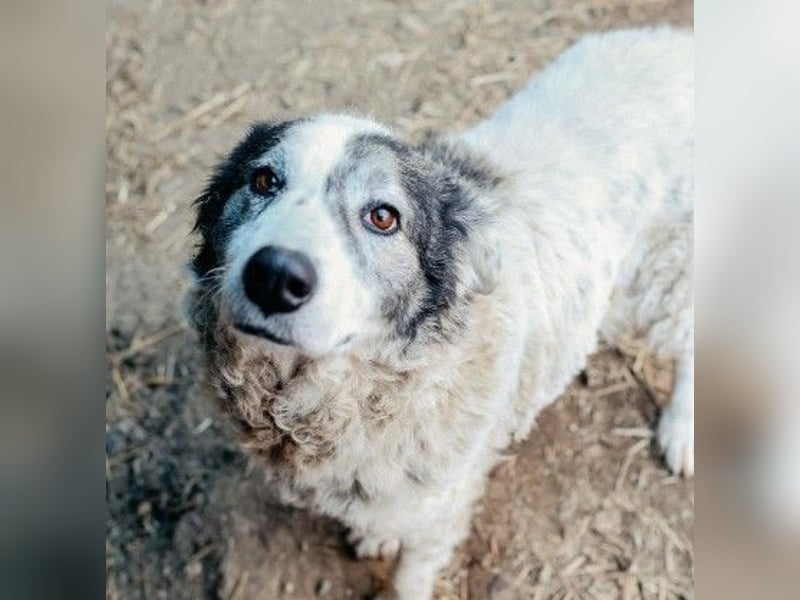 verschmuste, sanfte und liebe Diana