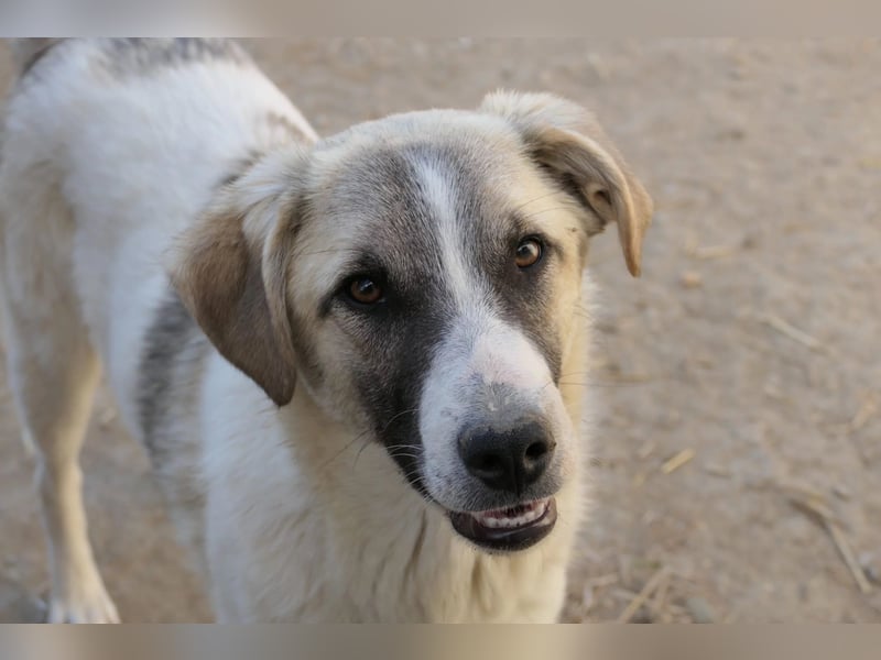 Sanfter, schüchterner Hagrid sucht seine Familie