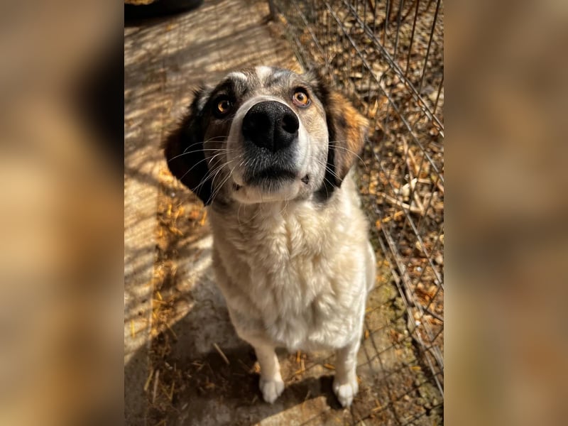 MELODY - liebe, wunderschöne Hündin sucht ihre Familie