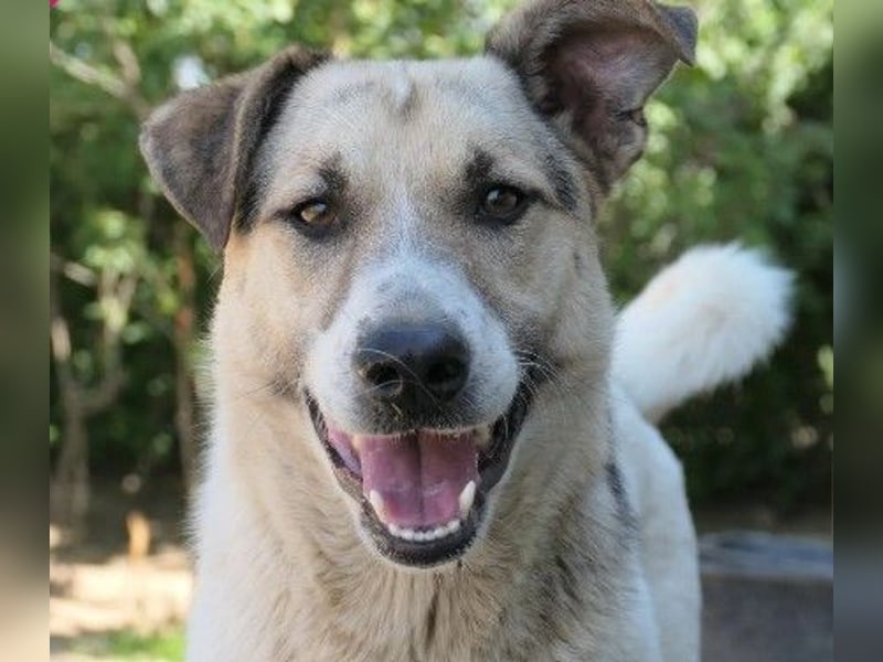 wunderschöne, liebe Aliisa