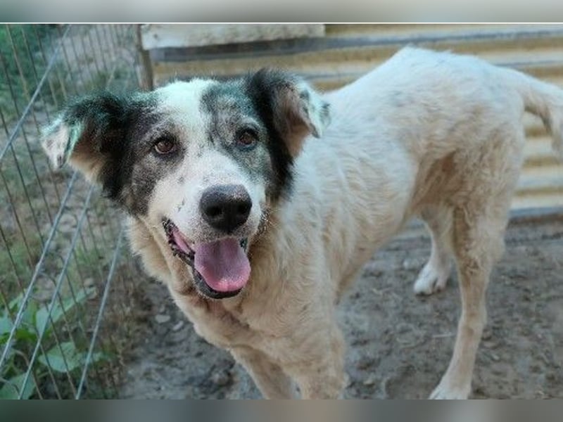 sanfte, freundliche Traumhündin Diana sucht liebevolles Zuhause