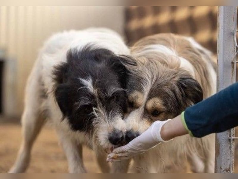 unsere Leslie sucht dringend ihre Menschen