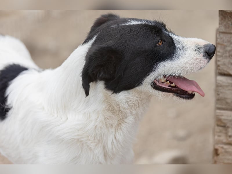 ERIC - vorsichtiger, sanfter Rüde sucht seine große Chance