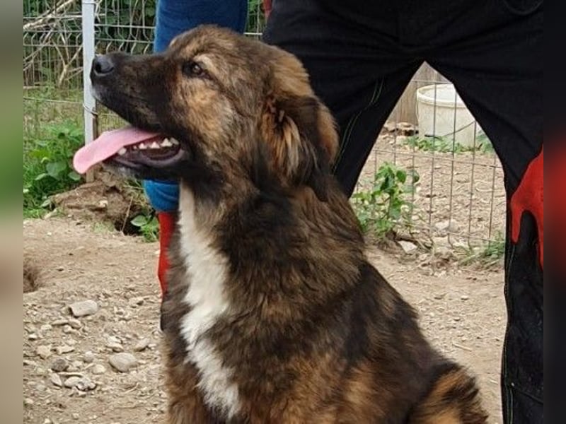 lieber, menschenbezogener Puiu