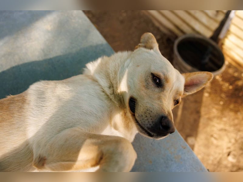 CUBULET wünscht sich so sehr ein Zuhause