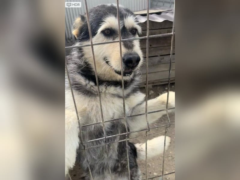 JOKER - verschmuster Herzenshund sucht sein Happy End