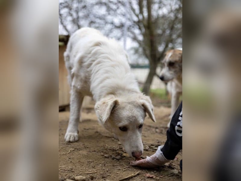 NEVE - hübscher, zurückhaltender Rüde sucht sein Happy End