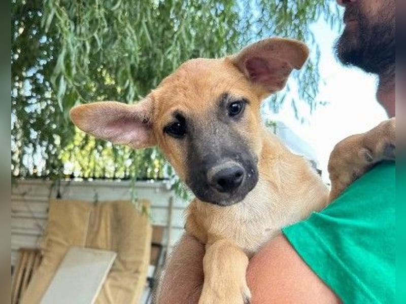 GUSTAV - sanfter Welpenjunge sucht seine Herzensmenschen