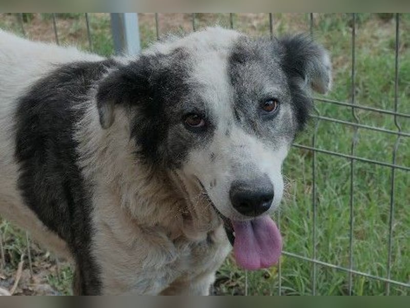 sanfte, freundliche Traumhündin Diana sucht liebevolles Zuhause