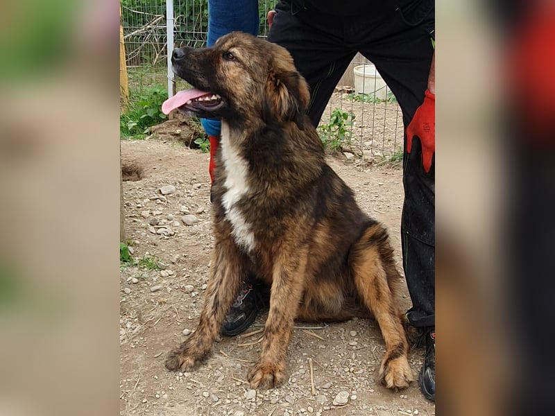 hübscher Puiu sucht sein Zuhause