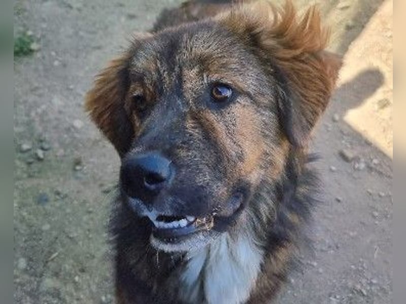 lieber, menschenbezogener Puiu