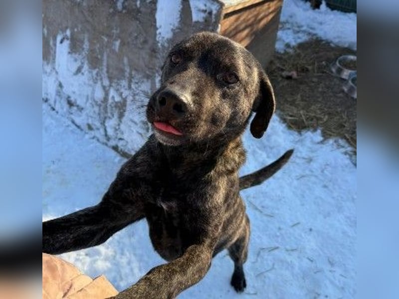 PRINZI - Traumhund sucht liebevolles Zuhause