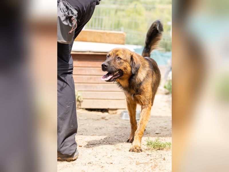PETER - sanfter, verschmuster Rüde mit Charme