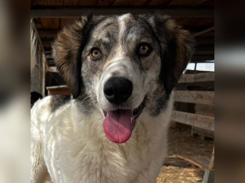 MELODY - liebe, wunderschöne Hündin sucht ihre Familie