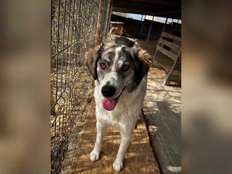 MELODY - liebe, wunderschöne Hündin sucht ihre Familie