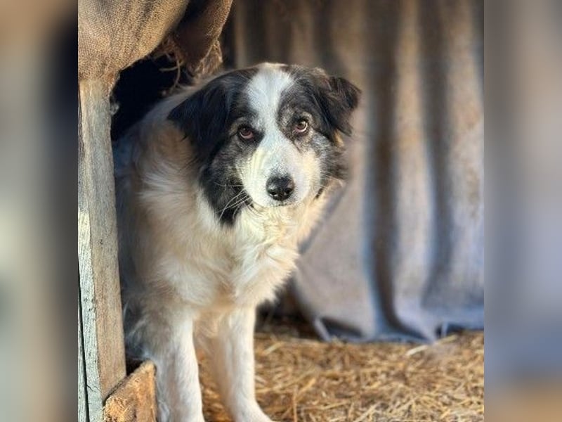 verschmuste BELLA ist lernbegierig
