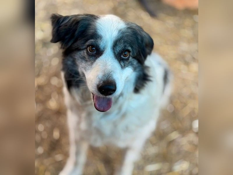 verschmuste BELLA ist lernbegierig