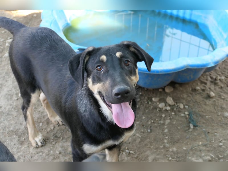 Fanta, bezaubernde Junghündin wartet auf ihre Menschen