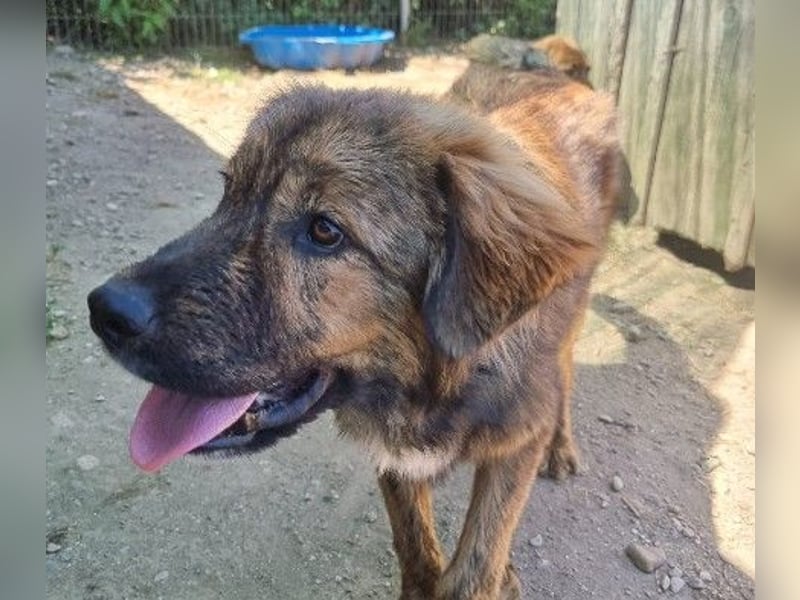 lieber, menschenbezogener Puiu