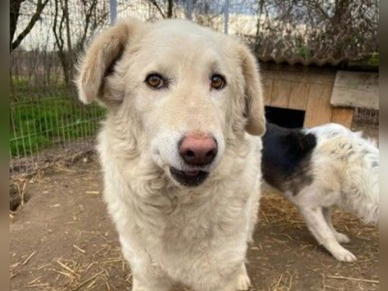 NEVE - hübscher, zurückhaltender Rüde sucht sein Happy End