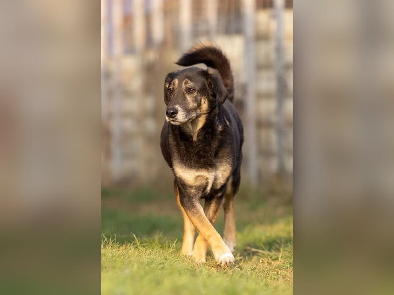 Bubulina sucht geduldiges Zuhause