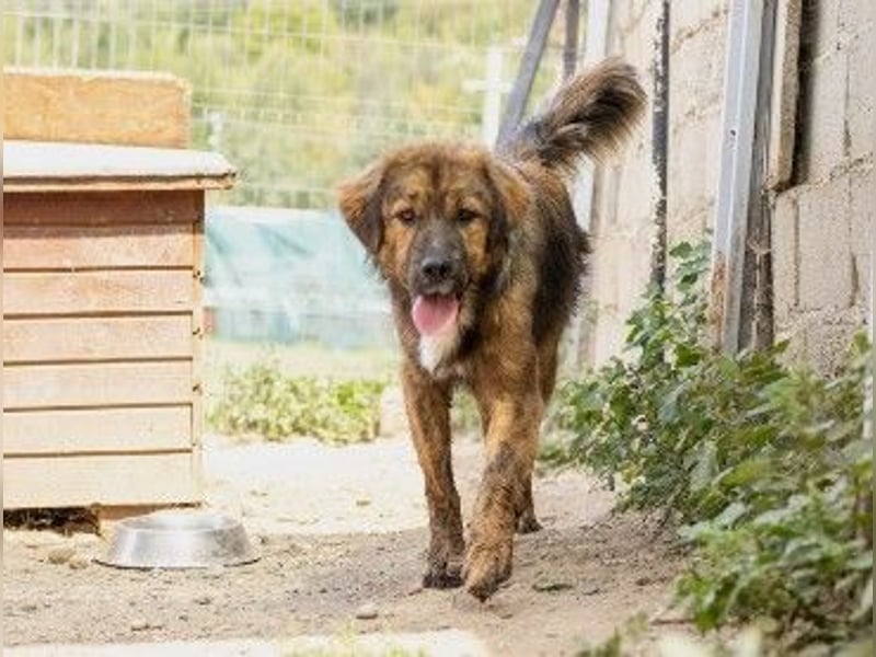 lieber, menschenbezogener Puiu