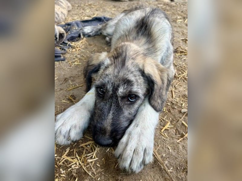 verspielte Heidi sucht ihre Menschen