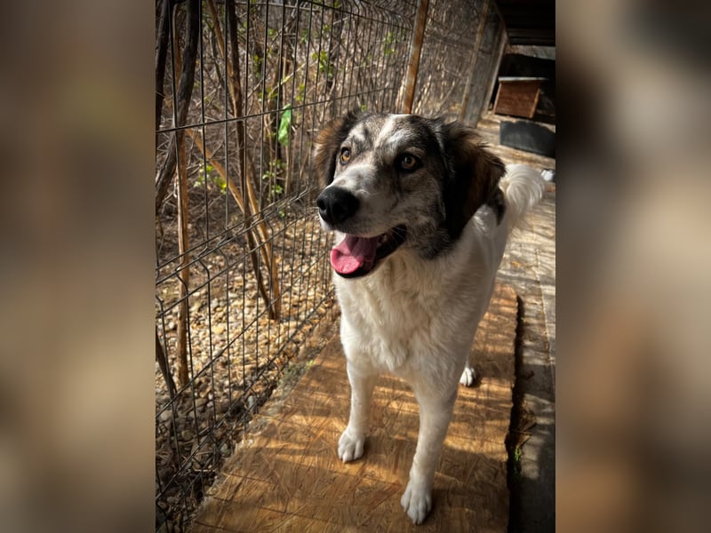 MELODY - liebe, wunderschöne Hündin sucht ihre Familie